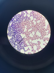 Micrococcus luteus