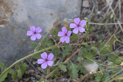 Erodium sanguis-christi