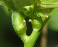 Phylloxera perniciosa