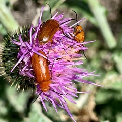 Nemognatha piazata