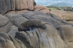 Arctocephalus australis