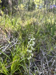 Spiranthes sylvatica