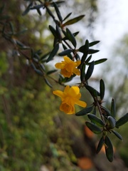 Berberis × stenophylla