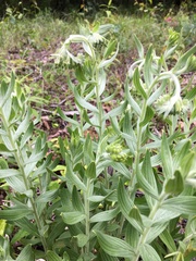 Lithospermum parviflorum