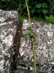 Rosa pricei
