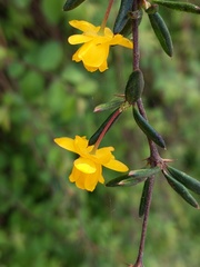 Berberis × stenophylla