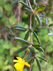 Berberis × stenophylla