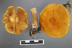 Gymnopilus allantopus