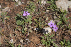 Erodium sanguis-christi