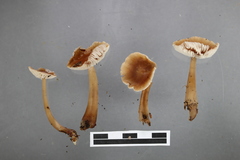Rhodocollybia incarnata
