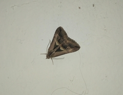 Melipotis bisinuata