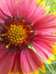 Gaillardia pulchella