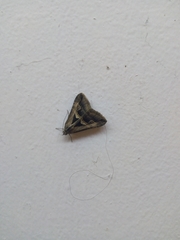 Melipotis bisinuata