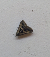 Melipotis bisinuata