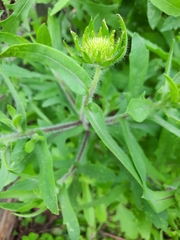 Gaillardia pulchella