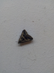 Melipotis bisinuata