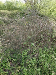 Berberis × stenophylla