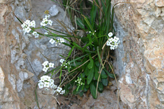 Kernera saxatilis boissieri