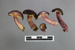 Gymnopilus purpuratus