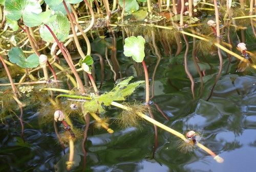 Hydrocotyle ranunculoides image