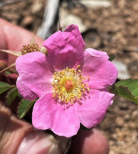 Image of Rosa spithamea by (c) Roger Raiche, some rights reserved (CC BY)