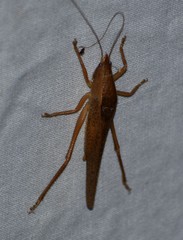 Pyrgocorypha uncinata