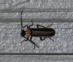 Podabrus flavicollis