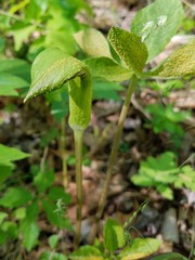 Uromyces ari-triphylli