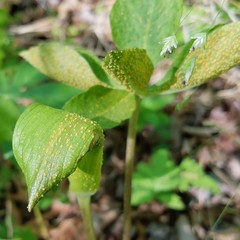 Uromyces ari-triphylli