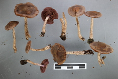 Cortinarius sclerophyllorum