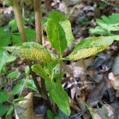 Uromyces ari-triphylli