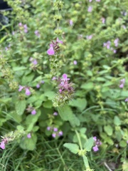 Stachys drummondii