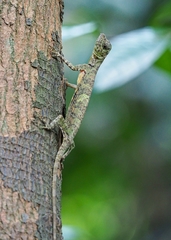 Draco quinquefasciatus