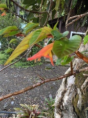 Columnea praetexta