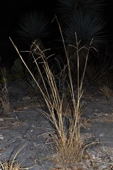 Disakisperma dubia
