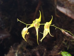 Trichosalpinx dirhamphis