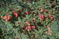Berberis wilsoniae