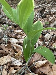 Polygonatum odoratum pluriflorum