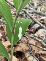Polygonatum odoratum pluriflorum