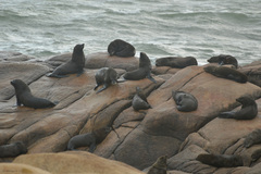 Arctocephalus australis