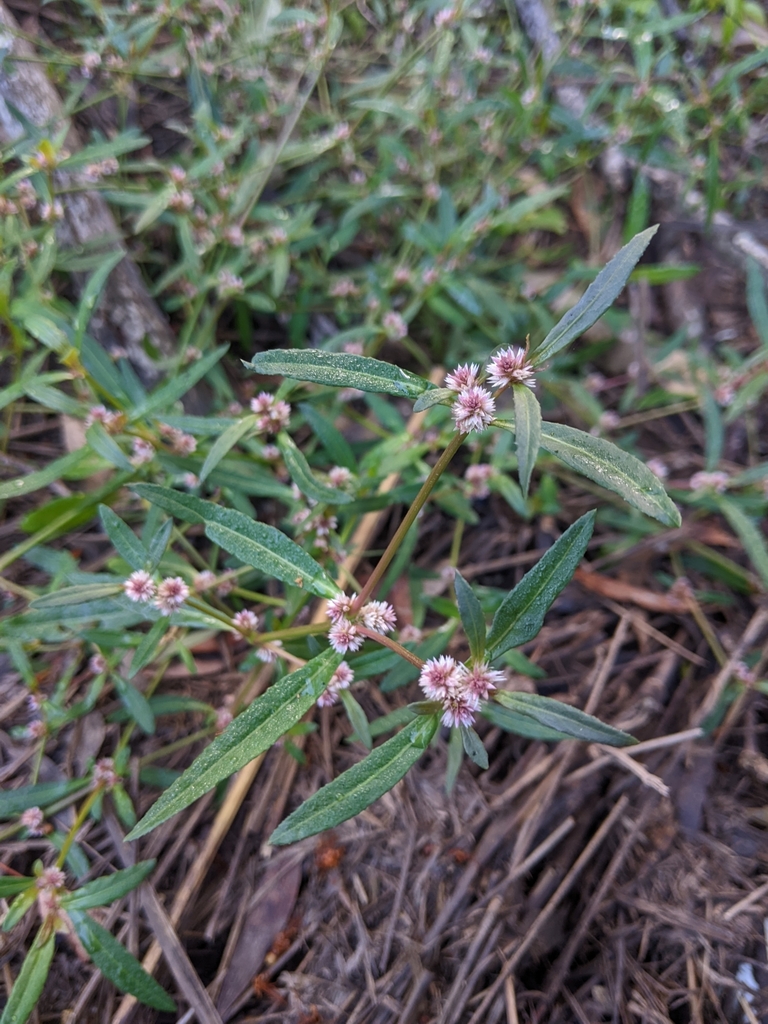 Lesser Joyweed