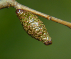 Amphibolips ellipsoidalis