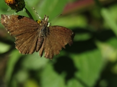 Anisochoria sublimbata