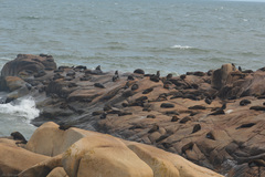 Arctocephalus australis