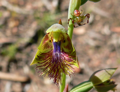 Tharrhalea pulleinei