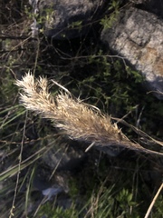 Poaceae
