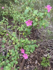 Pavonia lasiopetala