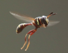 Polybiomyia