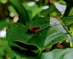 Ladoffa dependens