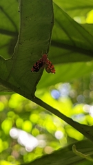Ladoffa dependens